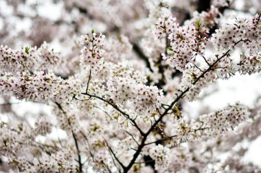 Tokyo 'da Kiraz Çiçekleri, Sakura Çiçekleri olarak da bilinir.