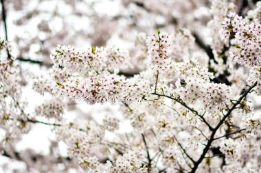 Tokyo 'da Kiraz Çiçekleri, Sakura Çiçekleri olarak da bilinir.