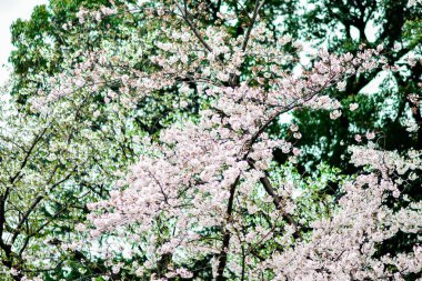 Tokyo 'da Kiraz Çiçekleri, Sakura Çiçekleri olarak da bilinir.