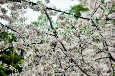 Tokyo 'da Kiraz Çiçekleri, Sakura Çiçekleri olarak da bilinir.