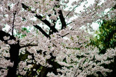 Tokyo 'da Kiraz Çiçekleri, Sakura Çiçekleri olarak da bilinir.