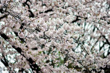Tokyo 'da Kiraz Çiçekleri, Sakura Çiçekleri olarak da bilinir.