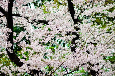 Tokyo 'da Kiraz Çiçekleri, Sakura Çiçekleri olarak da bilinir.