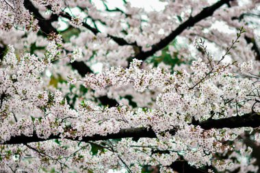 Tokyo 'da Kiraz Çiçekleri, Sakura Çiçekleri olarak da bilinir.