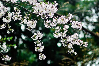 Tokyo 'da Kiraz Çiçekleri, Sakura Çiçekleri olarak da bilinir.