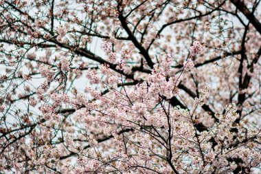 Tokyo 'da Kiraz Çiçekleri, Sakura Çiçekleri olarak da bilinir.