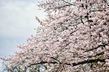Tokyo 'da Kiraz Çiçekleri, Sakura Çiçekleri olarak da bilinir.