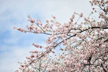 Tokyo 'da Kiraz Çiçekleri, Sakura Çiçekleri olarak da bilinir.