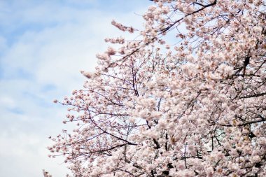 Tokyo 'da Kiraz Çiçekleri, Sakura Çiçekleri olarak da bilinir.