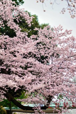 Tokyo 'da Kiraz Çiçekleri, Sakura Çiçekleri olarak da bilinir.