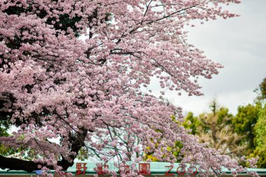 Tokyo 'da Kiraz Çiçekleri, Sakura Çiçekleri olarak da bilinir.