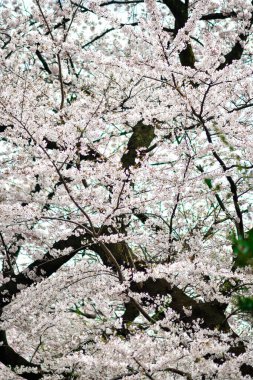 Tokyo 'da Kiraz Çiçekleri, Sakura Çiçekleri olarak da bilinir.