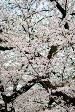 Tokyo 'da Kiraz Çiçekleri, Sakura Çiçekleri olarak da bilinir.