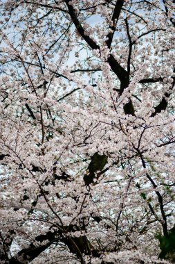 Tokyo 'da Kiraz Çiçekleri, Sakura Çiçekleri olarak da bilinir.