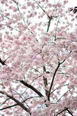Tokyo 'da Kiraz Çiçekleri, Sakura Çiçekleri olarak da bilinir.
