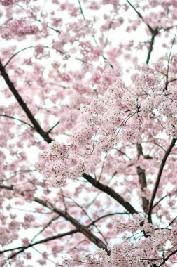 Tokyo 'da Kiraz Çiçekleri, Sakura Çiçekleri olarak da bilinir.