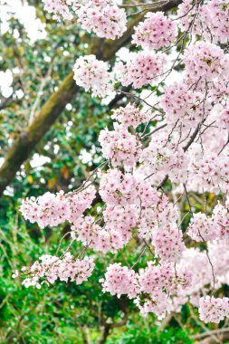 Tokyo 'da Kiraz Çiçekleri, Sakura Çiçekleri olarak da bilinir.