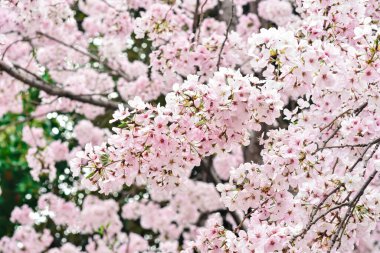 Tokyo 'da Kiraz Çiçekleri, Sakura Çiçekleri olarak da bilinir.
