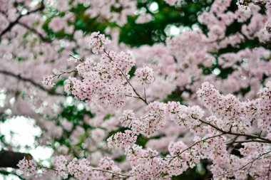 Tokyo 'da Kiraz Çiçekleri, Sakura Çiçekleri olarak da bilinir.