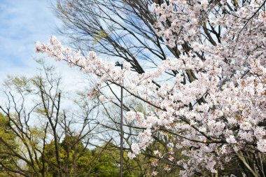 Tokyo 'da Kiraz Çiçekleri, Sakura Çiçekleri olarak da bilinir.