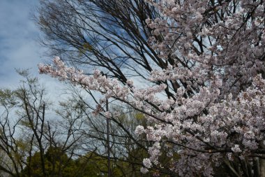 Tokyo 'da Kiraz Çiçekleri, Sakura Çiçekleri olarak da bilinir.