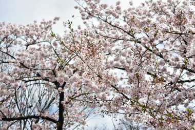 Tokyo 'da Kiraz Çiçekleri, Sakura Çiçekleri olarak da bilinir.