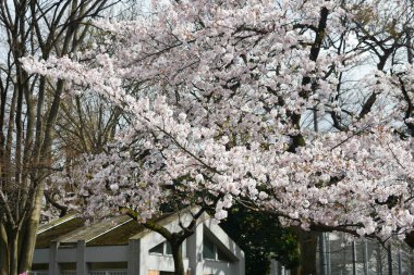 Tokyo 'da Kiraz Çiçekleri, Sakura Çiçekleri olarak da bilinir.