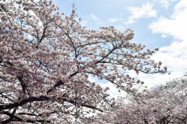 Tokyo 'da Kiraz Çiçekleri, Sakura Çiçekleri olarak da bilinir.