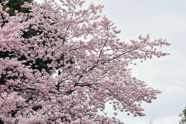 Stock image Cherry Blossoms in Tokyo Japan some time known as Sakura Flowers