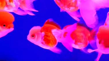 Japon balığı, izole edilmiş mavi ya da siyah arka planda tatlı su tankında yüzer.