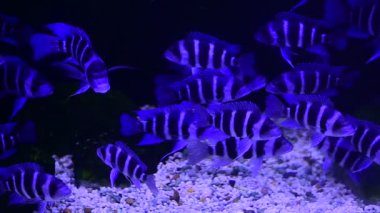 Frontosa Blue-zaire (Moba), izole edilmiş siyah arka planda cam bir akvaryumda yüzen grup balığı.