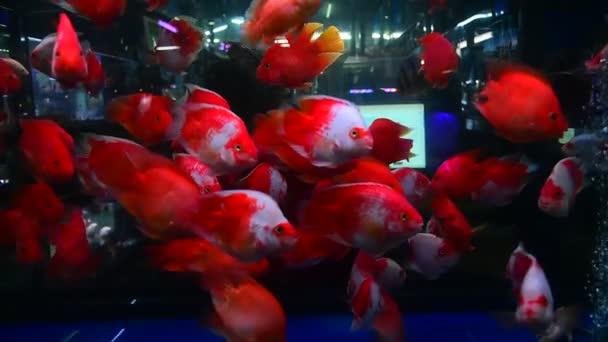 レッドホワイトパロッツ タイのバンコクのチャタチャック魚市場で水族館タンクのグループでゆっくり泳ぐ魚 — ストック動画