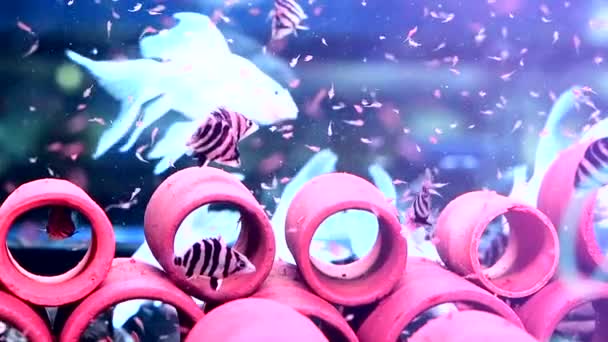 태국에서 물고기 시장에서 수족관 탱크에 신선한 물고기 — 비디오