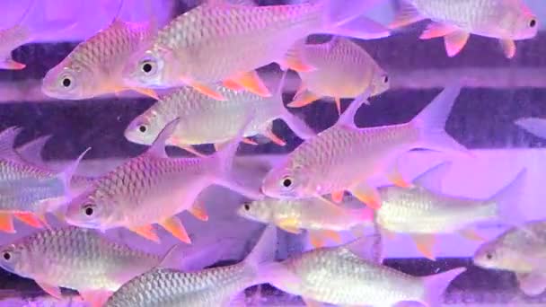 タイのバンコク市で魚市場で販売するための水槽の淡水魚 — ストック動画