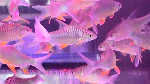 Zoetwatervissen Aquarium Tank Koop Vismarkt Bangkok Stad Thailand — Stockvideo