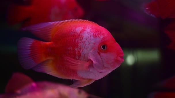Les Poissons Perroquets Blancs Rouges Nagent Lentement Groupe Dans Aquarium — Video