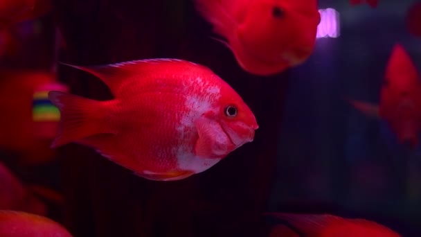 Vörös Fehér Papagájok Halak Úszni Lassan Csoportosan Akvárium Tank Chatuchak — Stock videók