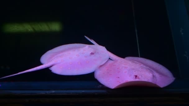 Albino Pearl Stingray Akvarium Akvarium Akvarium Till Salu Fiskmarknaden Bangkok — Stockvideo