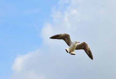 Mavi gökyüzünde uçan martılar Bangpu, Tayland 'da yemek peşinde koşuyor..