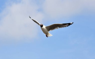 Mavi gökyüzünde uçan martılar Bangpu, Tayland 'da yemek peşinde koşuyor..