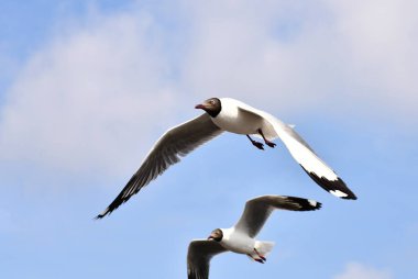 Mavi gökyüzünde uçan martılar Bangpu, Tayland 'da yemek peşinde koşuyor..