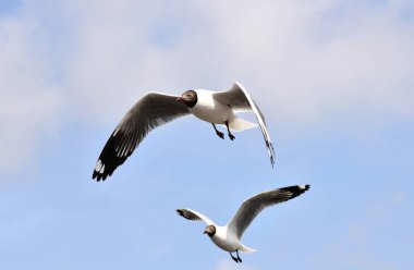 Mavi gökyüzünde uçan martılar Bangpu, Tayland 'da yemek peşinde koşuyor..