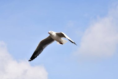 Mavi gökyüzünde uçan martılar Bangpu, Tayland 'da yemek peşinde koşuyor..