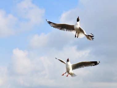 Mavi gökyüzünde uçan martılar Bangpu, Tayland 'da yemek peşinde koşuyor..