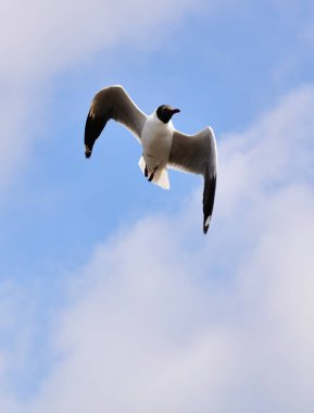 Mavi gökyüzünde uçan martılar Bangpu, Tayland 'da yemek peşinde koşuyor..