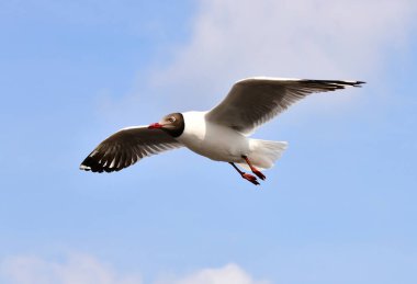 Mavi gökyüzünde uçan martılar Bangpu, Tayland 'da yemek peşinde koşuyor..