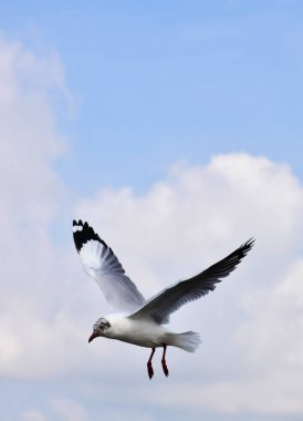 Mavi gökyüzünde uçan martılar Bangpu, Tayland 'da yemek peşinde koşuyor..