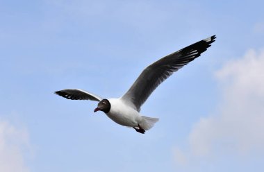 Mavi gökyüzünde uçan martılar Bangpu, Tayland 'da yemek peşinde koşuyor..