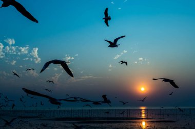Akşamları gün batımında, güzel bir manzara oluşturmak için deniz kıyısında gruplar ya da martılar uçuşuyor.