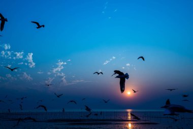 Akşamları gün batımında, güzel bir manzara oluşturmak için deniz kıyısında gruplar ya da martılar uçuşuyor.